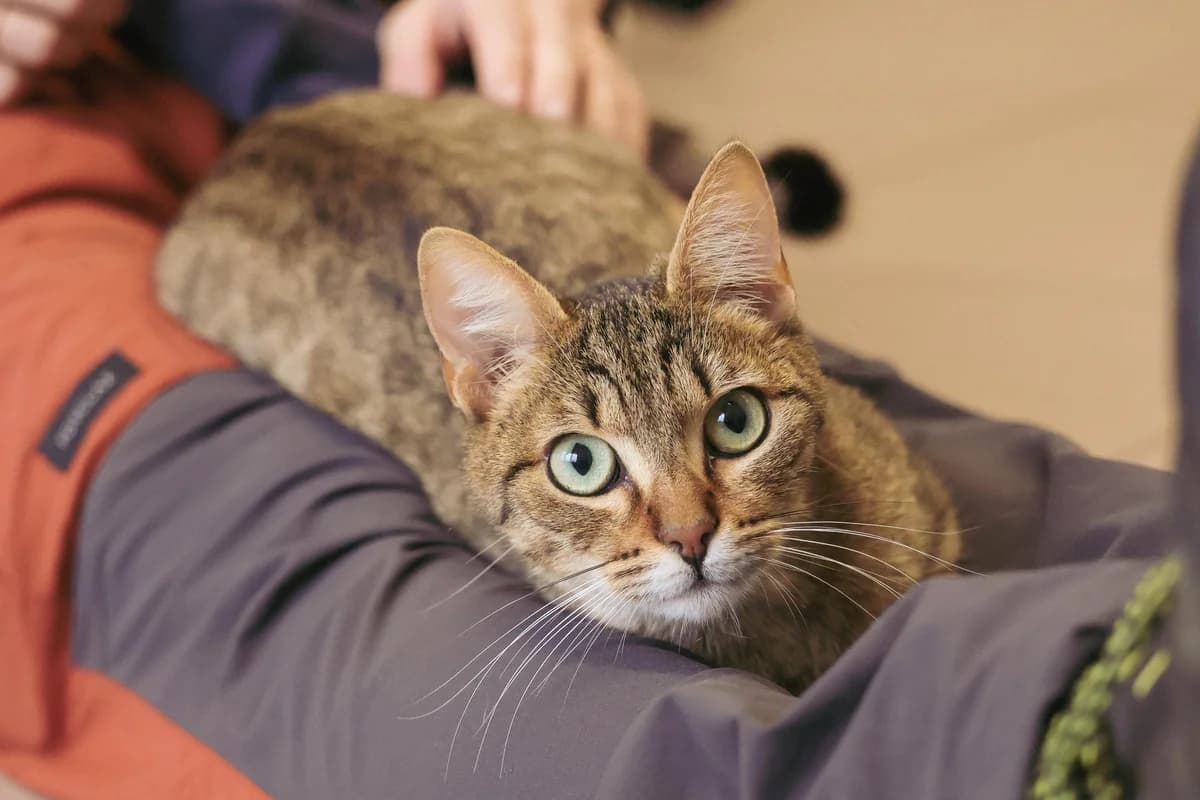 Cody,  Mixed Breed for adoption at Fondation Assistance aux Animaux, Paris