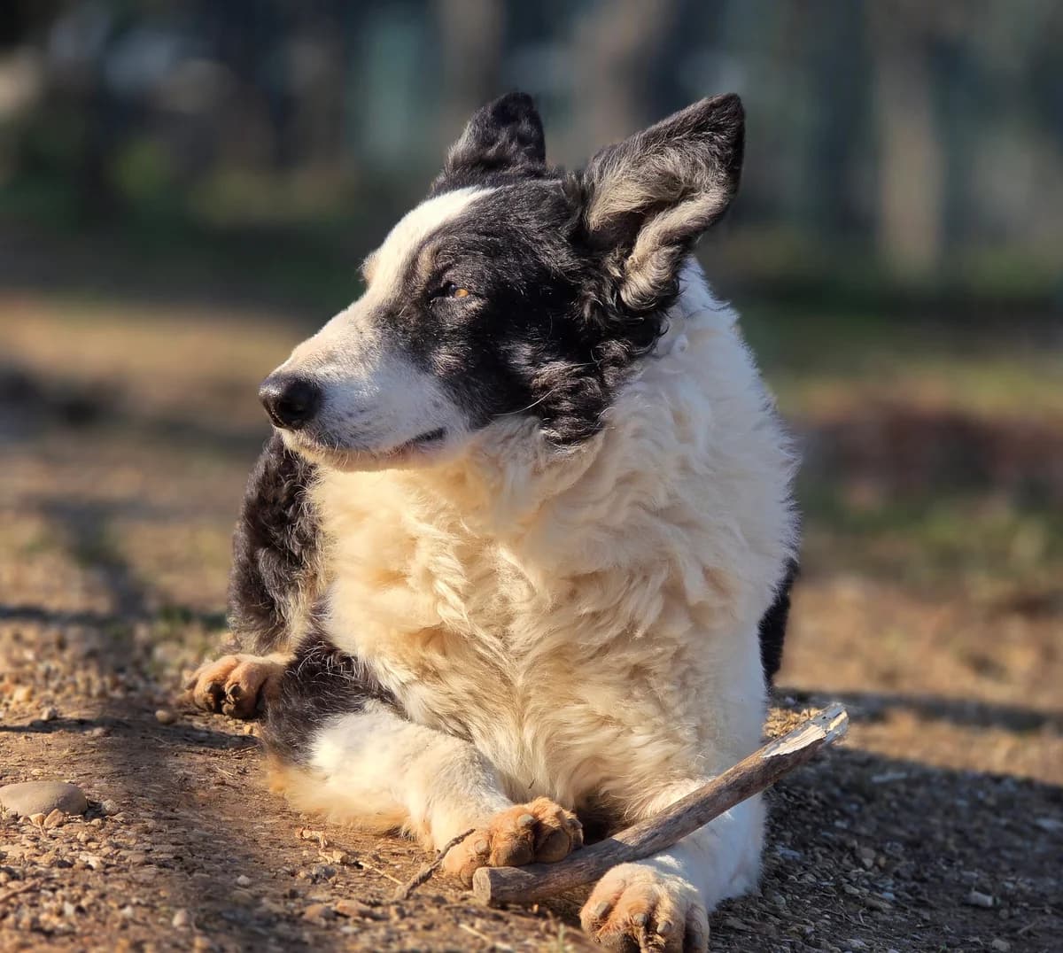 Joy, female Mixed Breed for adoption at Fondation Assistance aux Animaux, Paris