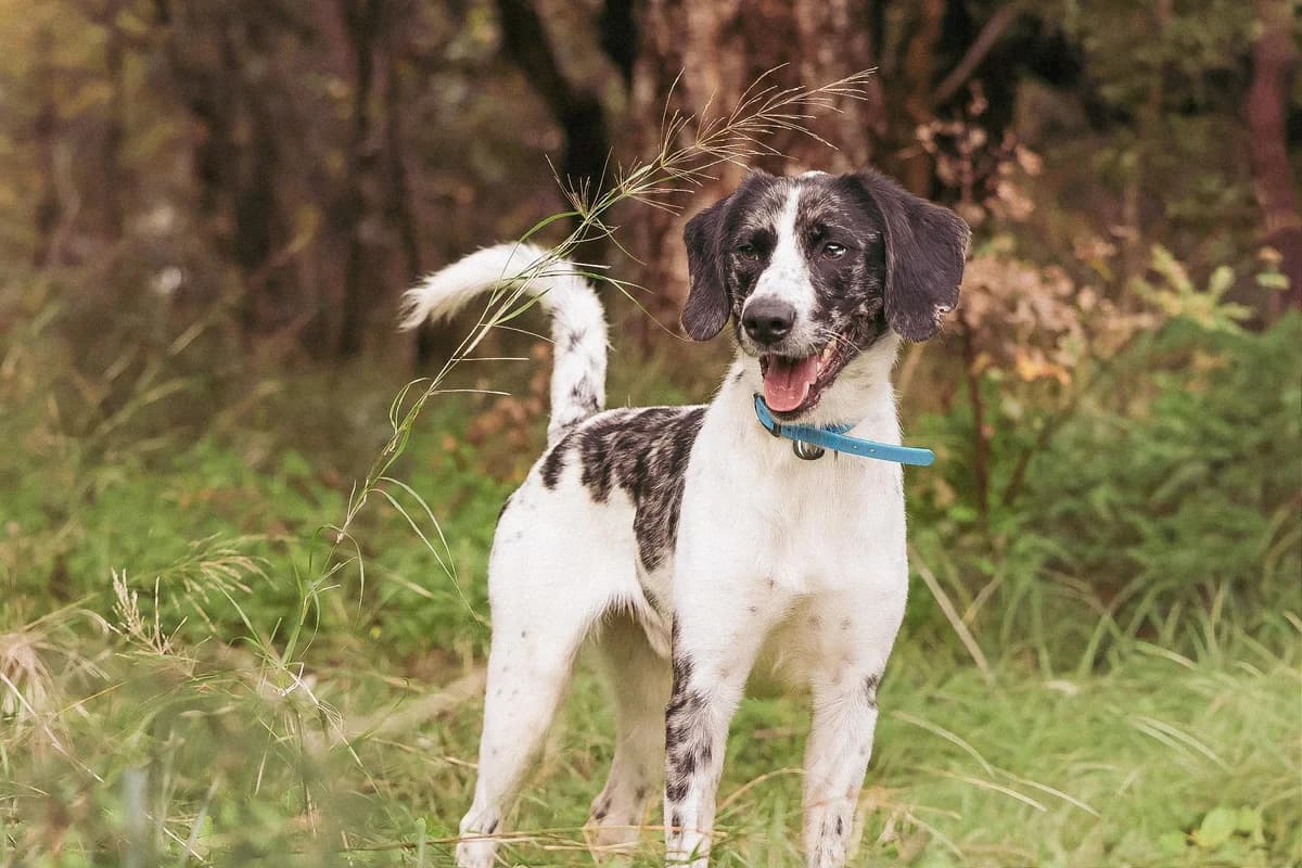 Border,  puppy Border Collie for adoption at Fondation Assistance aux Animaux, Paris