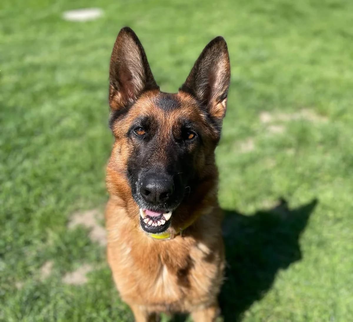 Rubis, female 6yo mixed breed for adoption at Fondation Assistance aux Animaux, Paris