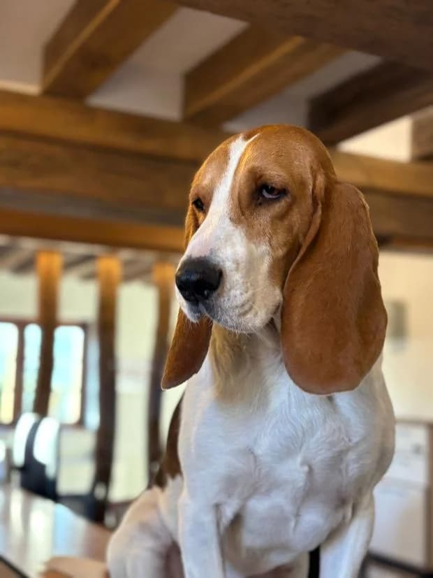 Tango, male Mixed Breed for adoption at Fondation Brigitte Bardot, Paris
