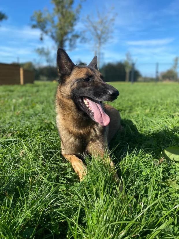 Praline, female Mixed Breed for adoption at Fondation Brigitte Bardot, Paris