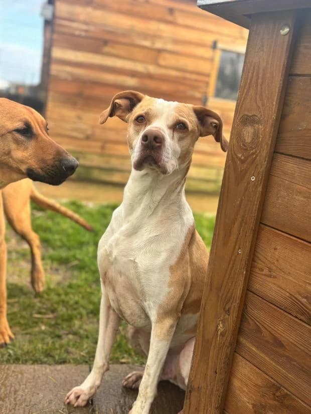 Toupi, Mixed Breed (Fondation Brigitte Bardot)