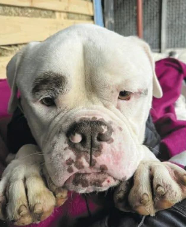 Praga, 5yo English Bulldog for adoption at Fondation Assistance aux Animaux, Paris