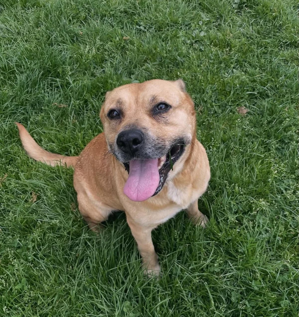 Mayka, female senior Mixed Breed for adoption at Fondation Assistance aux Animaux, Paris