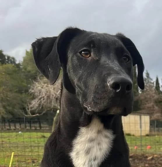 Roc,  young Mixed Breed for adoption at Fondation Assistance aux Animaux, Paris