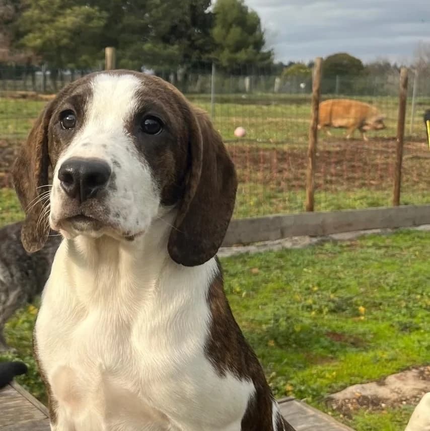 Youki, female Mixed Breed for adoption at Fondation Assistance aux Animaux, Paris