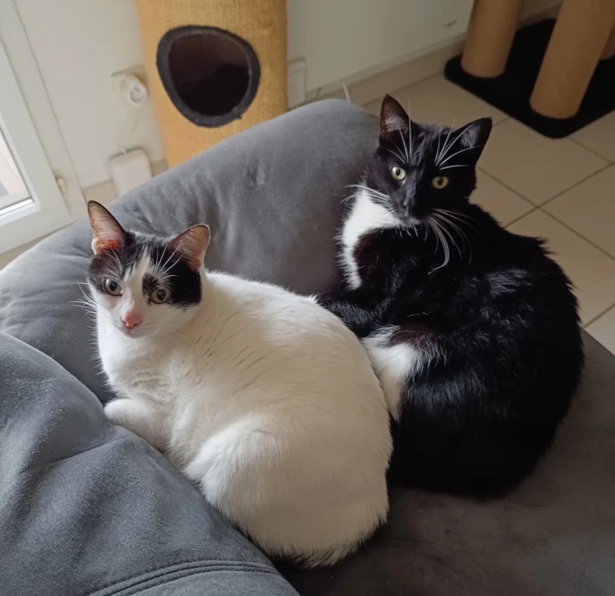 Trois, male 3yo Mixed Breed for adoption at Fondation Assistance aux Animaux, Paris