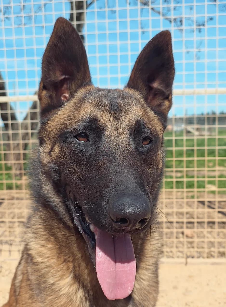 Vidéo,  Mixed Breed for adoption at Fondation Assistance aux Animaux, Paris