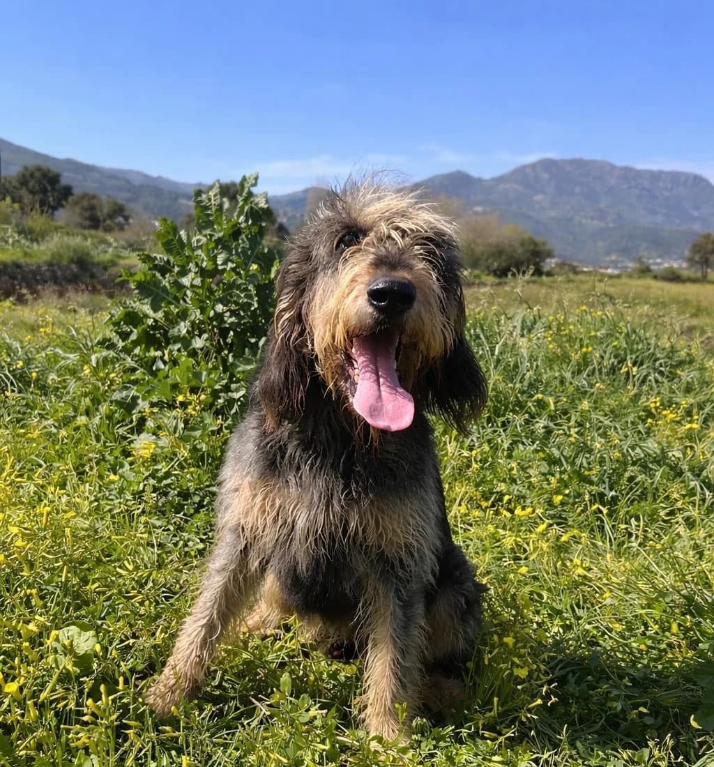 Cintu,  4yo mixed breed for adoption at Fondation Assistance aux Animaux, Paris