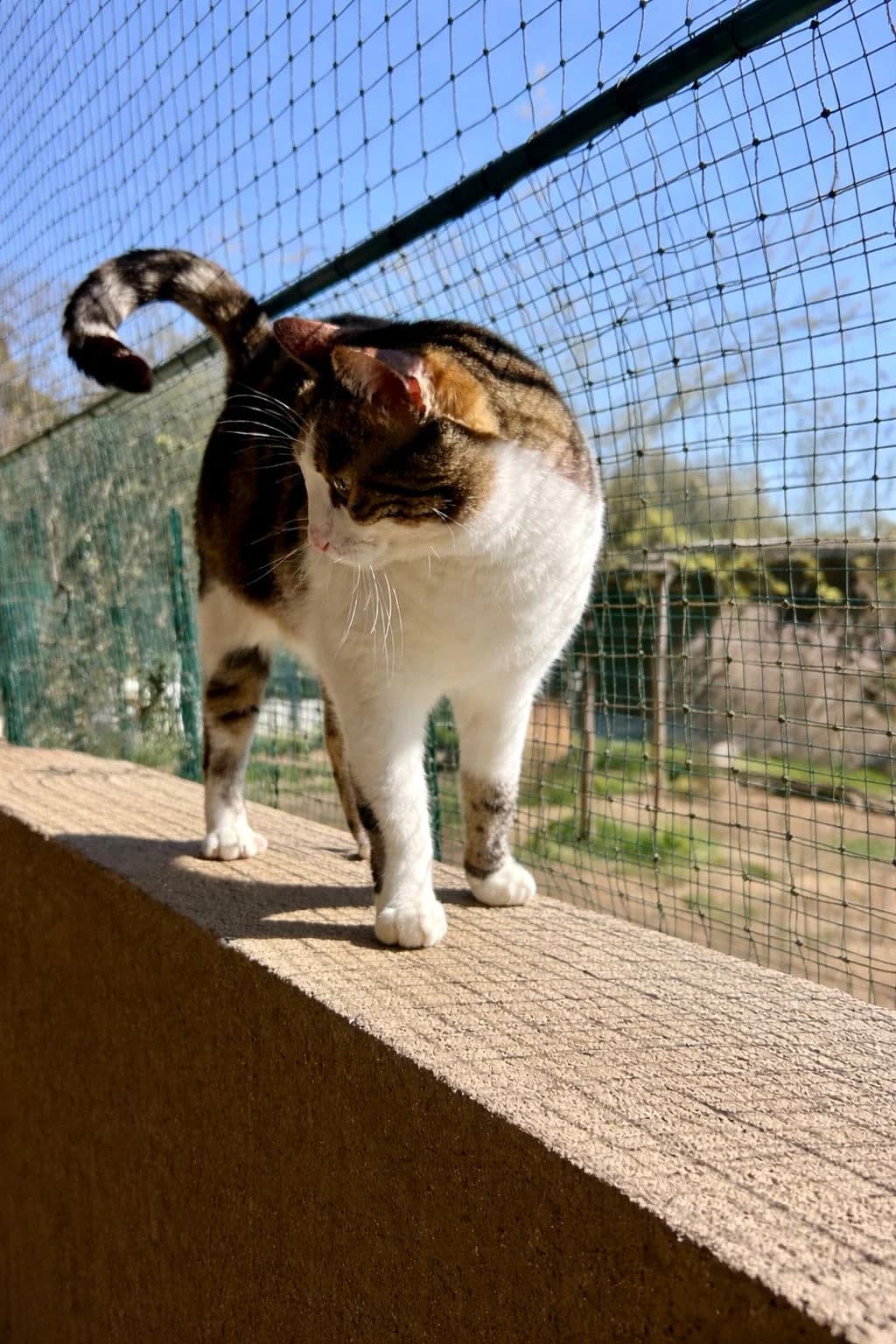 Bastet,  6yo Mixed Breed for adoption at Fondation Assistance aux Animaux, Paris