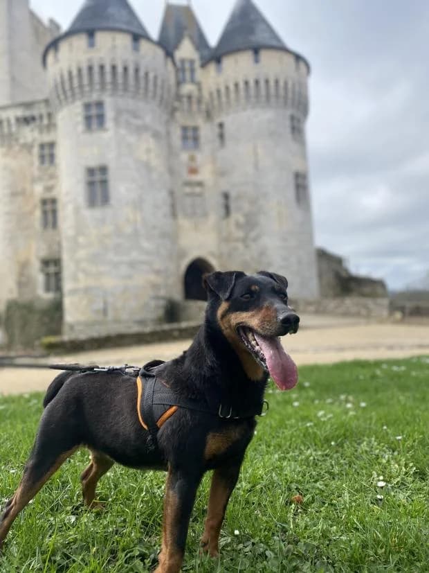 Roxane, Mixed Breed (Fondation Brigitte Bardot)