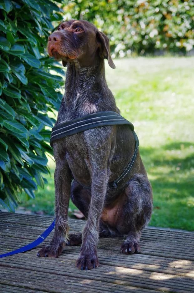Spock, Mixed Breed (Fondation Brigitte Bardot)