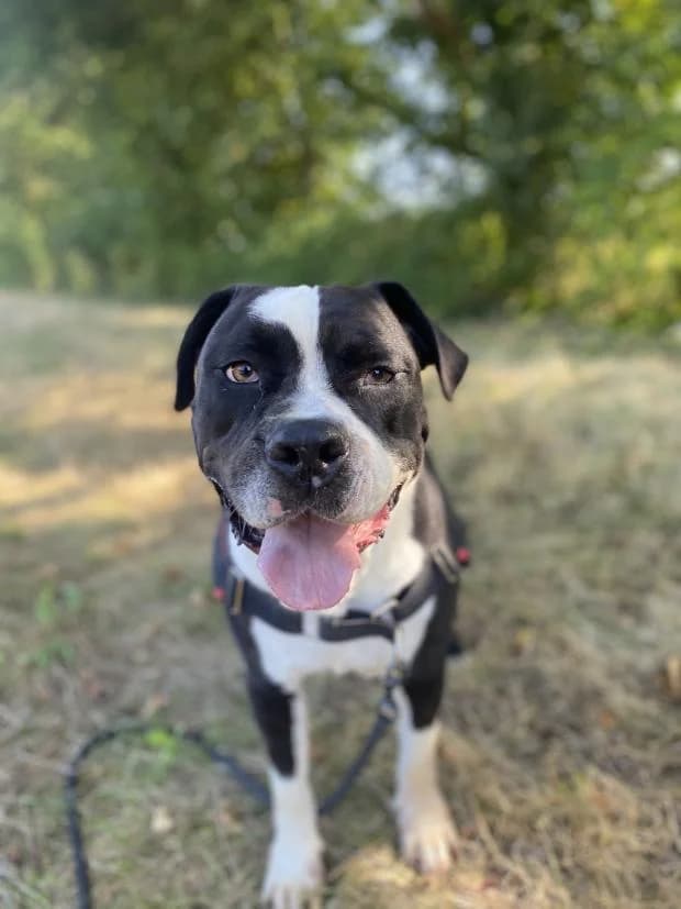 Falko, male American Bully for adoption at Fondation Brigitte Bardot, Paris