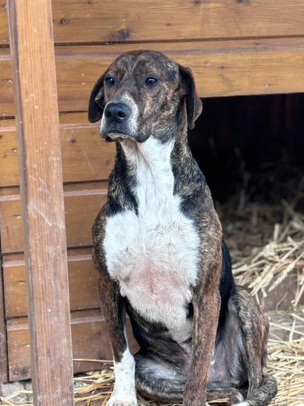 Diamant, Mixed Breed (Fondation Brigitte Bardot)