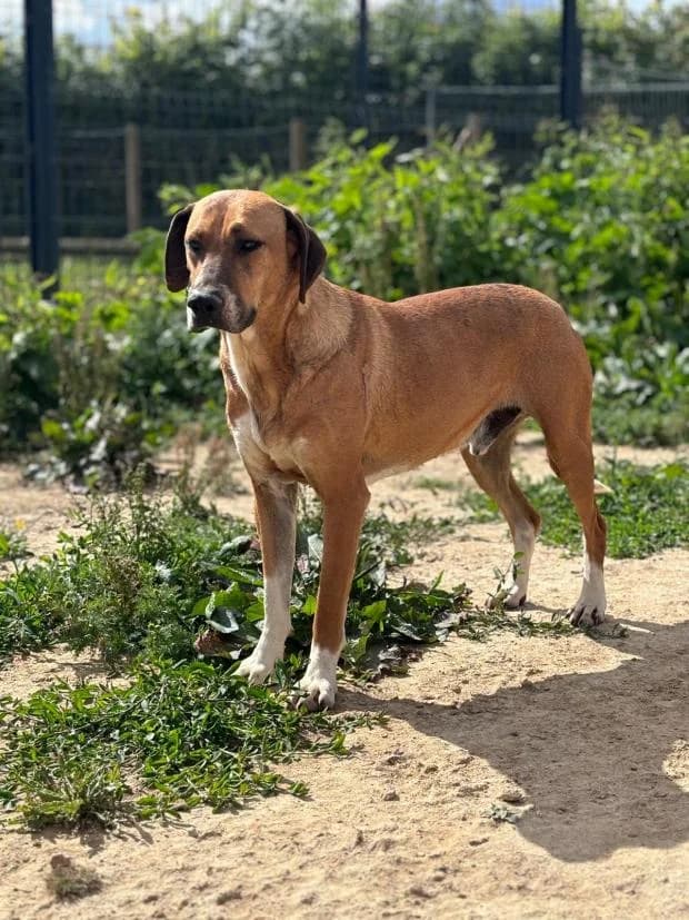 Jaspre, Mixed Breed (Fondation Brigitte Bardot)