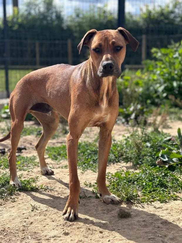 Onyx, male Mixed Breed for adoption at Fondation Brigitte Bardot, Paris