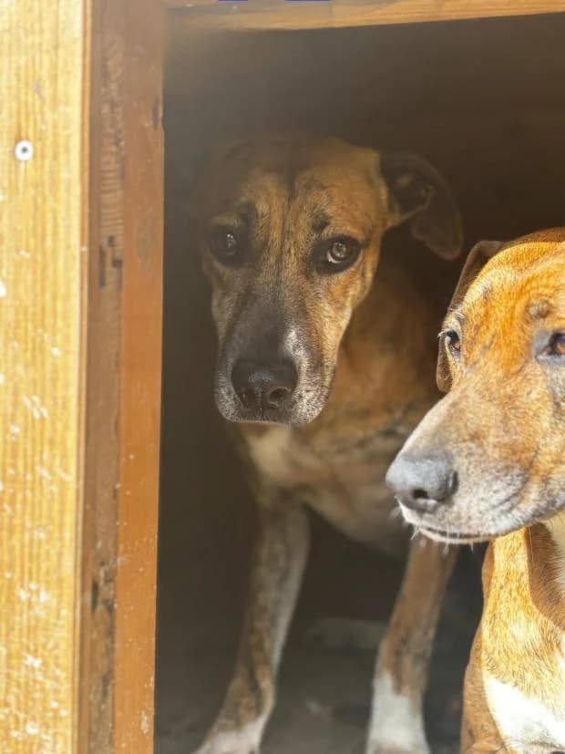Jade, Mixed Breed (Fondation Brigitte Bardot)