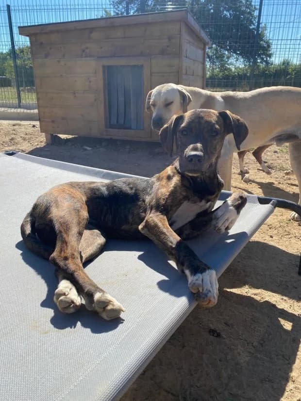 Saphir, Mixed Breed (Fondation Brigitte Bardot)