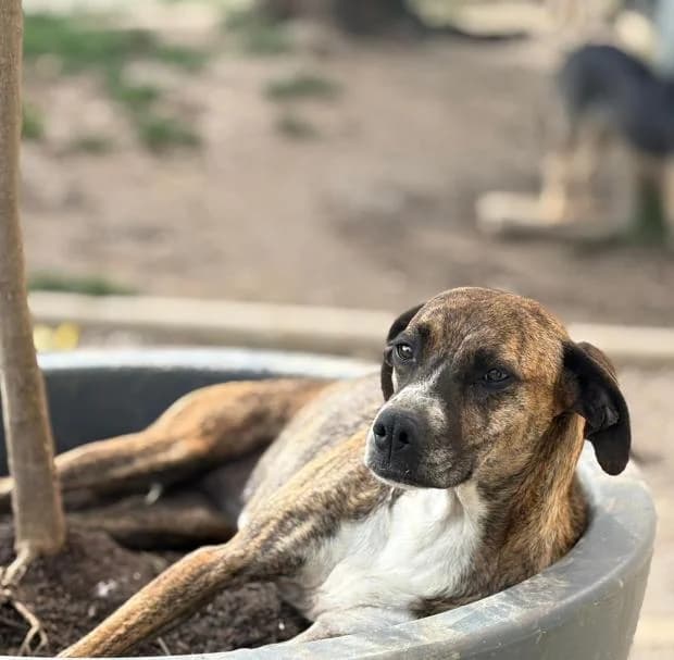 Rubis, Mixed Breed (Fondation Brigitte Bardot)