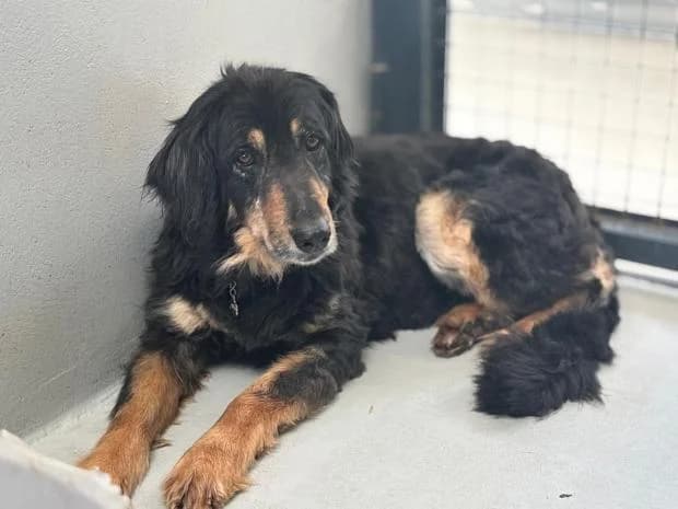 Havana, Mixed Breed (Fondation Brigitte Bardot)