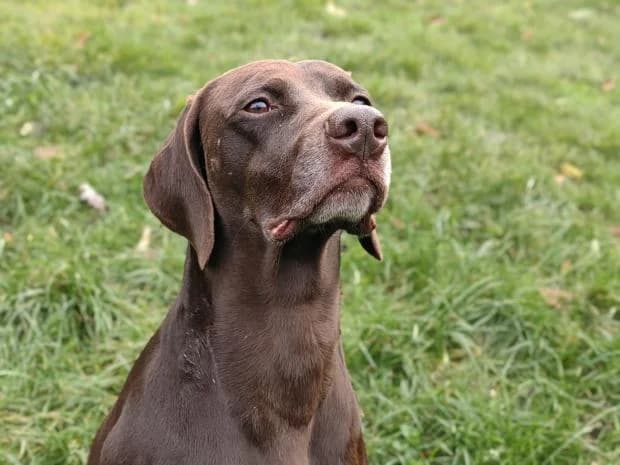 Pierrot Alias Nougat, male German Shorthaired Pointer for adoption at Fondation Brigitte Bardot, Paris