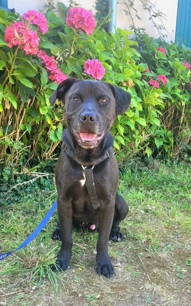Tyson, Mixed Breed (Fondation Brigitte Bardot)