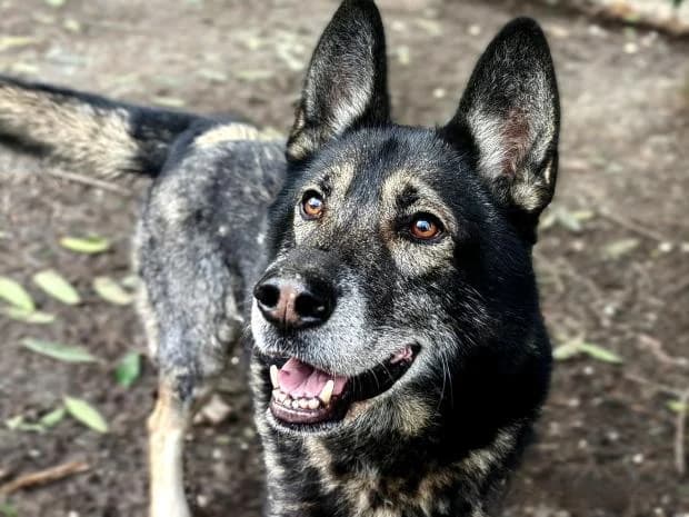 Rintintin, Mixed Breed (Fondation Brigitte Bardot)