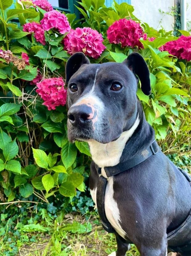 Benjy, male Mixed Breed for adoption at Fondation Brigitte Bardot, Paris