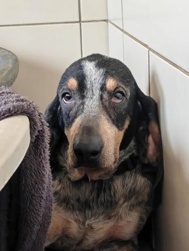 Tatooine, Mixed Breed (Fondation Brigitte Bardot)