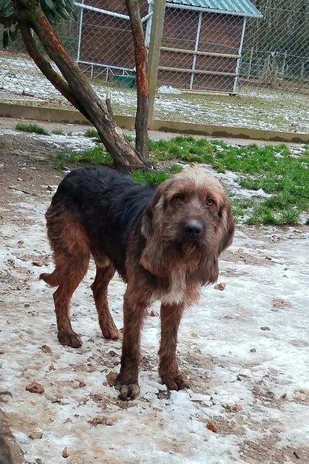 Jerry, Mixed Breed (Fondation Brigitte Bardot)