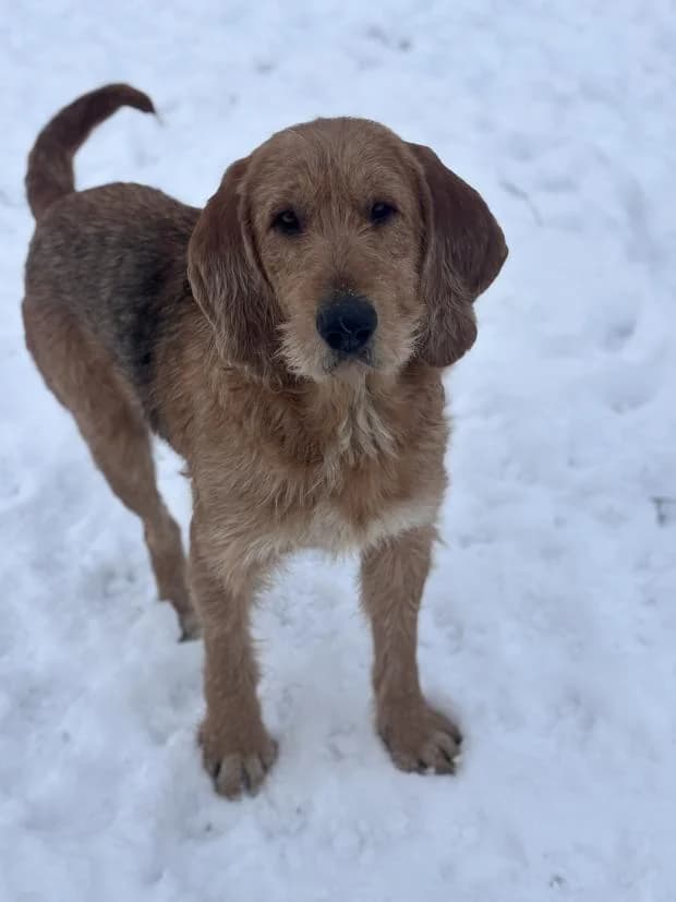 Volt, Mixed Breed (Fondation Brigitte Bardot)