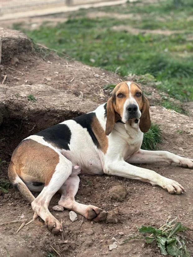 Verdun, male Beagle for adoption at Fondation Brigitte Bardot, Paris