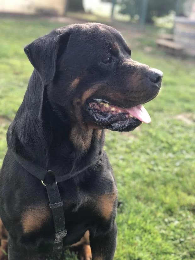 Roy, Mixed Breed (Fondation Brigitte Bardot)