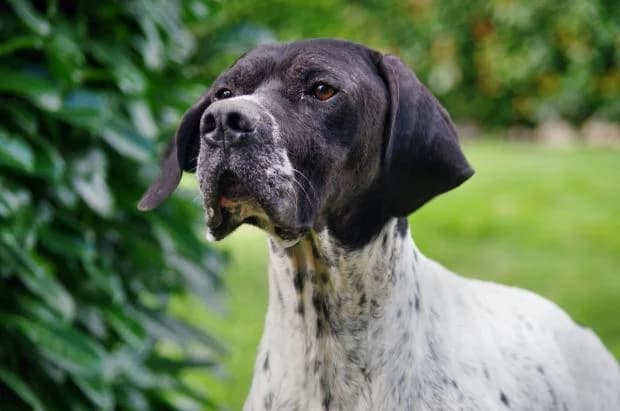 Marcus, Mixed Breed (Fondation Brigitte Bardot)