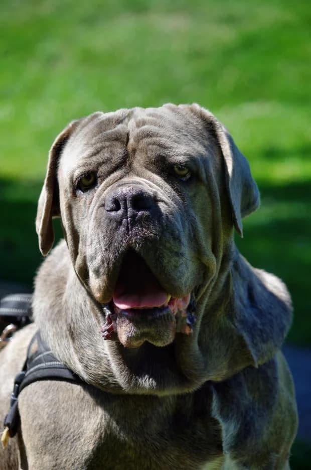 Nougat, Mixed Breed (Fondation Brigitte Bardot)