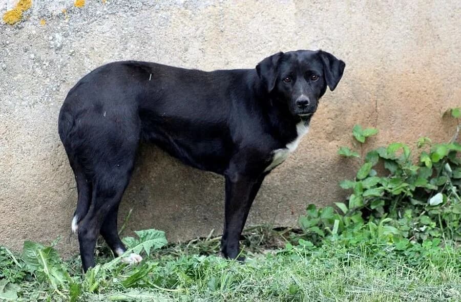 Jaya, female puppy Labrador Retriever for adoption at 30 Millions d'Amis, Paris