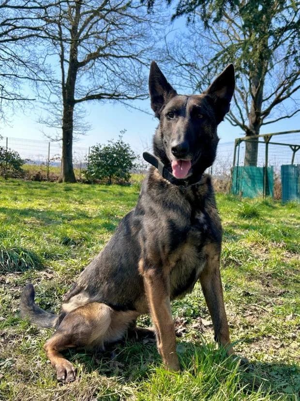 Ruby, Mixed Breed (Fondation Brigitte Bardot)