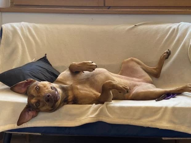 Vitinha, female English Bulldog for adoption at Fondation Brigitte Bardot, Paris