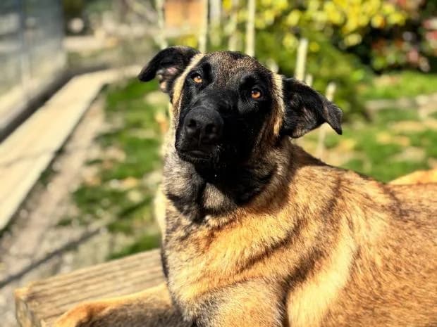 Thor, Mixed Breed (Fondation Brigitte Bardot)