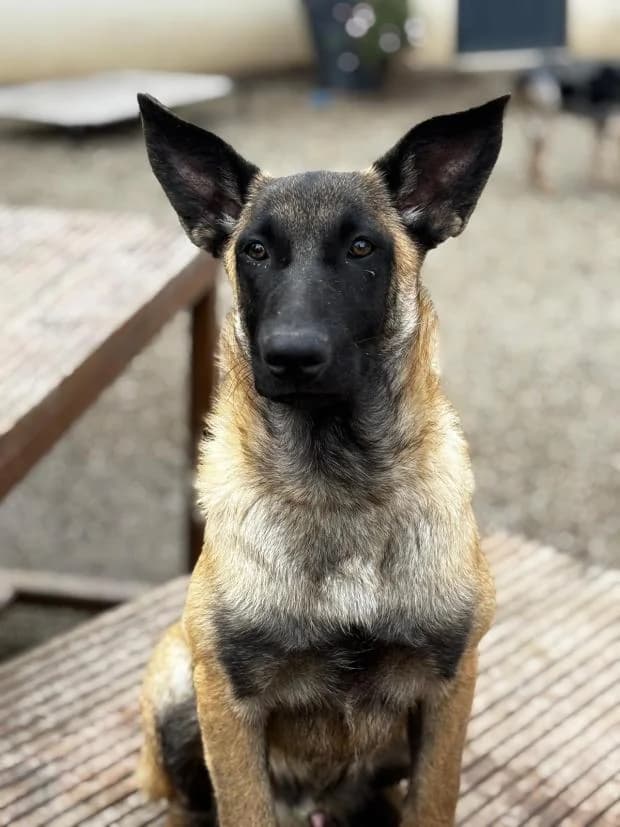 Shiva, male Mixed Breed for adoption at Fondation Brigitte Bardot, Paris