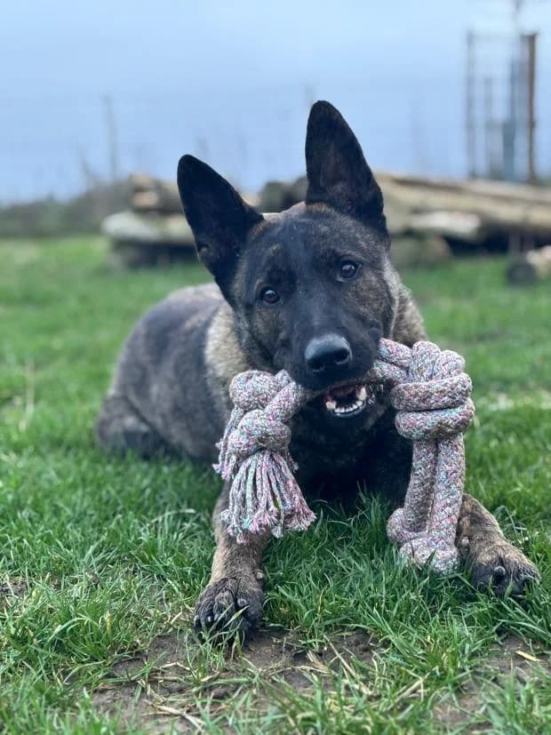 Vasco, Mixed Breed (Fondation Brigitte Bardot)