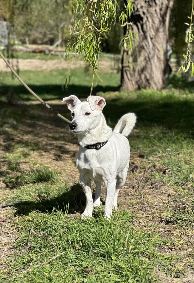 Whity, Mixed Breed (Fondation Brigitte Bardot)
