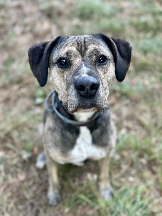 Loki, male Mixed Breed for adoption at Fondation Brigitte Bardot, Paris