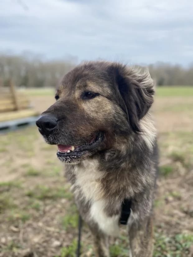Zana, female Spanish Mastiff for adoption at Fondation Brigitte Bardot, Paris