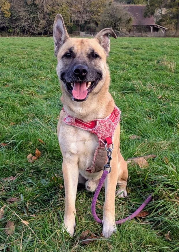 Roy, Mixed Breed (Fondation Brigitte Bardot)