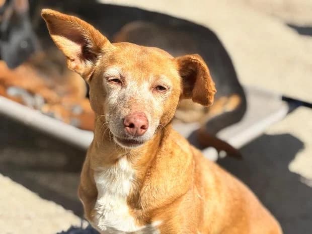 Esperanza, Mixed Breed (Fondation Brigitte Bardot)