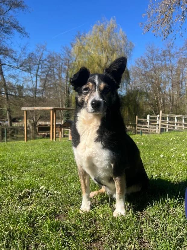 Lilou, female Mixed Breed for adoption at Fondation Brigitte Bardot, Paris