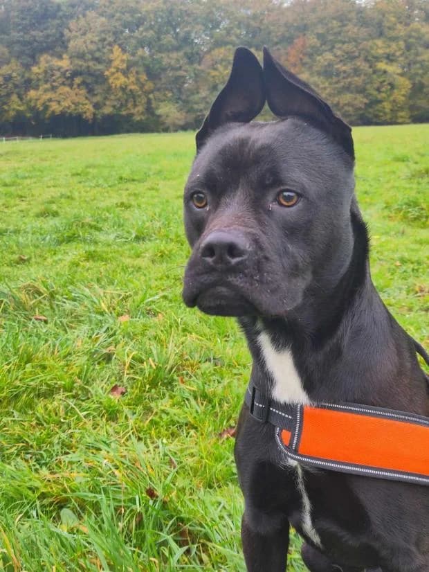 Moufassa, Mixed Breed (Fondation Brigitte Bardot)