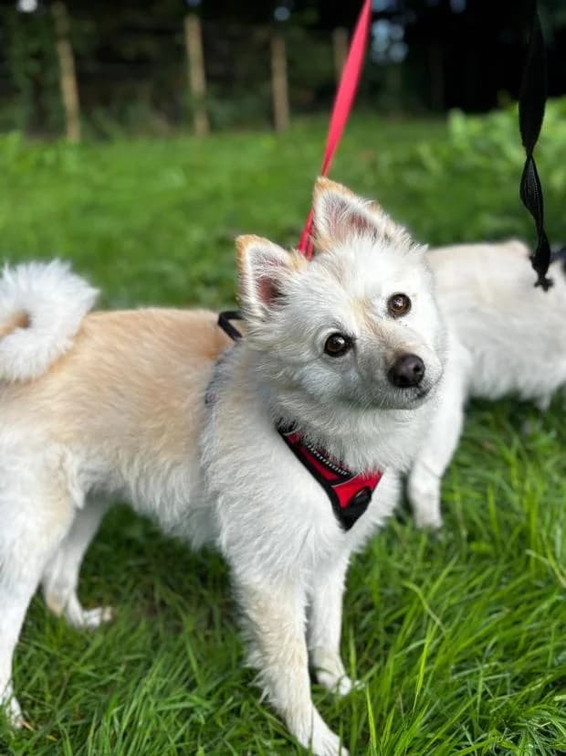 Cuzco, Mixed Breed (Fondation Brigitte Bardot)